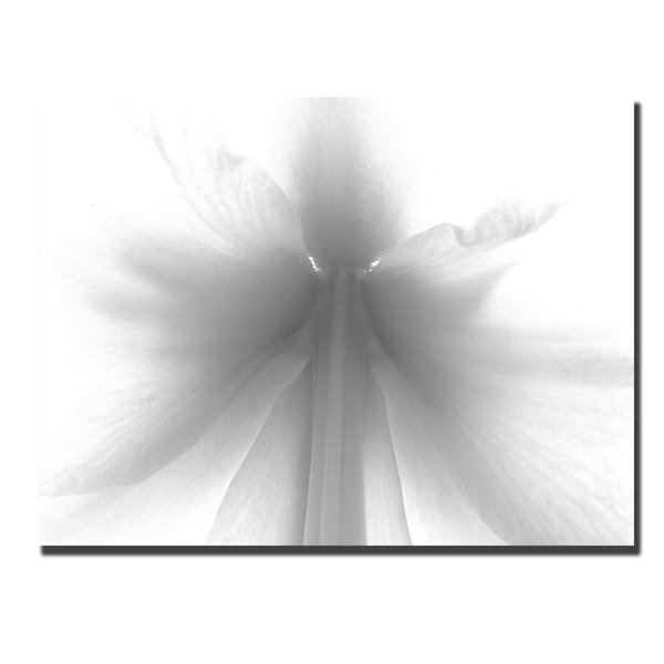 Trademark Fine Art Kurt Shaffer 'Amaryllis Brilliant' Canvas Art, 22x32 KS002-C2232GG
